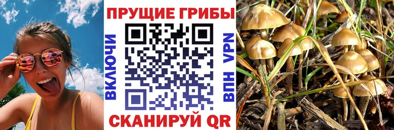 Купить  Неман  Галлюциногенные грибы GOLDEN TEACHER 